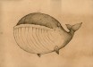 Ruben the Blue Whale