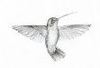 Hook Billed Hermit