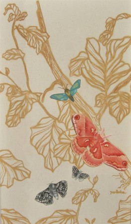 Lepidoptera
