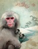 Macaque